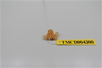 藏品(帶刺併額蟹)的圖片